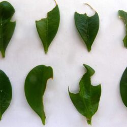 Spuren des Buchsbaumzünslers: sichelförmig angefressene Blattränder.