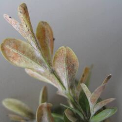 Hellrosafarbene Sporenlager von Volutella buxi auf der Unterseite eines Buchsblattes.