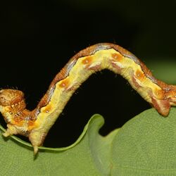 Raupe des Großen Frostspanners in Nahaufnahme