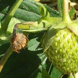 Umgeknickter Blütenstiel an einer Erdbeere