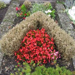 Kahlfraß, verursacht durch den Buchsbaumzünsler.