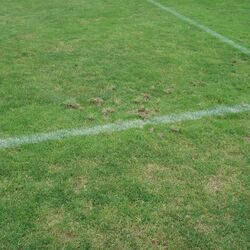 Trocken- und Sekundarschäden im Rasen