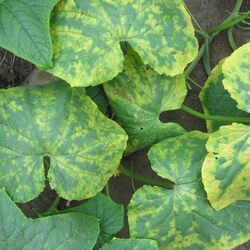 Gurkenblatt mit charakteristischem Mosaikmuster.