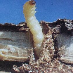 Johannisbeerglasflügler Larve