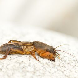 Erwachsene Maulwurfsgrille