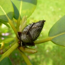 Rhododendronknospe mit schwarzem Flaum