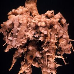 Die mit Kohlhernie befallenen Wurzeln weisen charakteristische Verdickungen auf