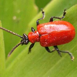 Lilienhähnchen (Lilioceris lilii)
