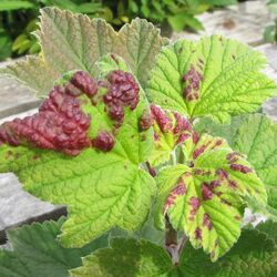 Rote blasenartige Aufwölbungen verraten die Johannisbeerblasenlaus