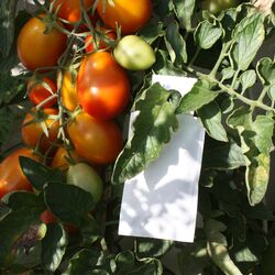 Gegen Thripsen hilft es einfach ein Tütchen mit Raubmilben an die Pflanze zu hängen