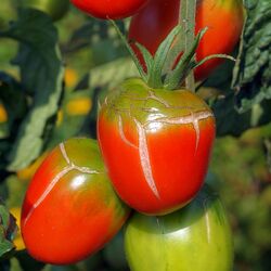 Geplatzte Tomatenfrüchte