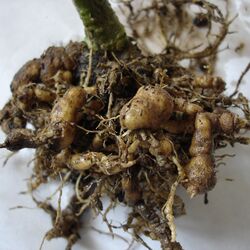 Korkwurzelkrankheit an Tomatenpflanze