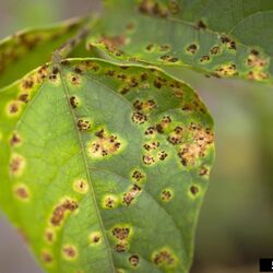 Ein mit Bohnenrost befallenes Blatt
