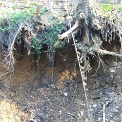 Braunerde, der typische Boden im Sauer-und Siegerland