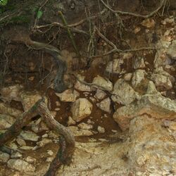 Rendzina aus Kalkstein