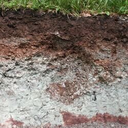 Foto einer Braunerde-Pararendizina