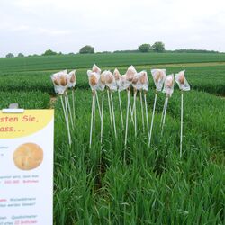 Anschauliche Darstellung zum Thema "Weizen" 