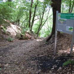 Buchwald mit Infoschild am Kaisberg