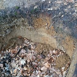 Boden der Jungmoränenlandschaft