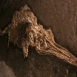 Dauerausstellung "TERRA.vita", Fossil