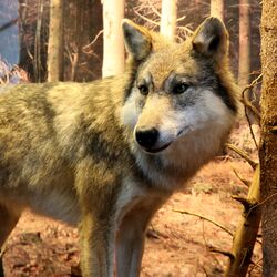  Dauerausstellung "Wald"