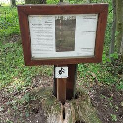 Infotafel "Brauner Auenboden"