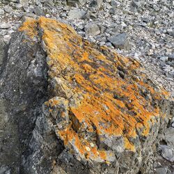 Kein Stein zum Sitzen – die Flechten auf diesem Stein haben mehrere Jahrzehnte gebraucht, um zu wachsen.