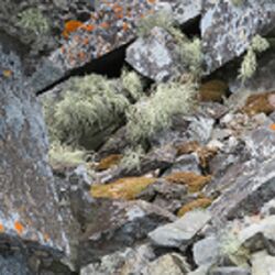 Die Vielzahl und Schönheit an Flechten in der Antarktis ist erstaunlich.