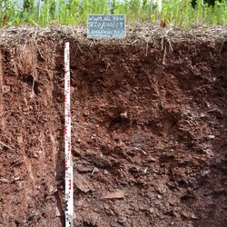 Das Bodenprofil am Standort Alzenau-Michelbach, Braunerde