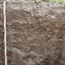 Das Bodenprofil am Standort Handthal, Typ Unterer- und Gipskeuper (vorwiegend Ton- und Schluffstein)