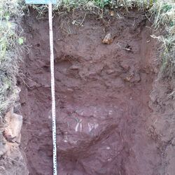 Das Bodenprofil am Standort Klingenberg, Typ Buntsandstein (vorwiegend Sandstein und Ton)