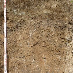 Das Bodenprofil am Standort Retzstadt, Typ Muschelkalk (vorwiegend Kalkstein z.T. dolomitisch)