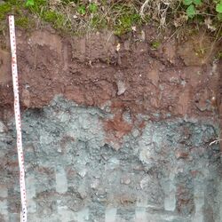 Das Bodenprofil am Standort Zeil am Main, Typ Sandsteinkeuper (vorwiegend Sandstein)