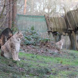 Luchs in der Raubtier-WG mit begehbarem Holzpfad