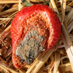 Erdbeerfrucht mit Grauschimmel 