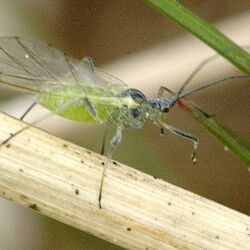 Grüne Pfirsichblattlaus 