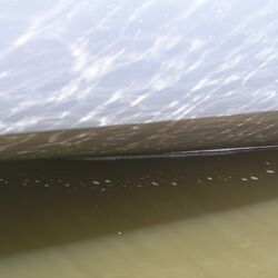 Hamburg-Außenalster, Segelboot Typ Skippi 650, Biofilm nach 4 Wochen