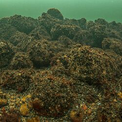 Miesmuschelbänke auf felsigem Untergrund unter Wasser.