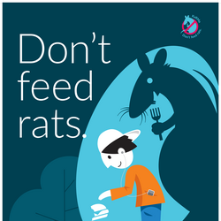 Don't feed rats