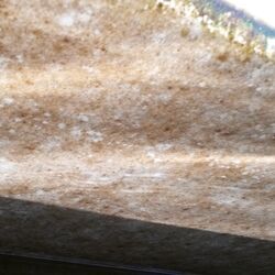 Bremen-Hasenbüren, Schwertzugvogel Hanseatenstern 2016, Biofilm nach der Fahrt