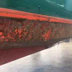 Beispiel Zingst, Nach dem Kranen im November 2017 mit dichtem Bewuchs aus Moostierchen