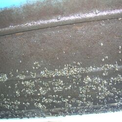 Hamburg-Außenalster, Motorboot, Inspektion im Nov. 2013 vor der Reinigung mit Zebramuschelbewuchs