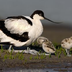 Vogel mit einem langen dünnen Schnabel am Strand