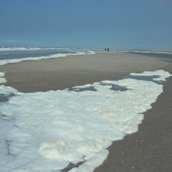Schaum der abgestorbenen Schaumalgen am Strand