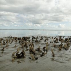 Bäumchenröhrenwürmer