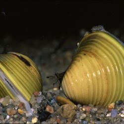 Eine Körbchenmuschel