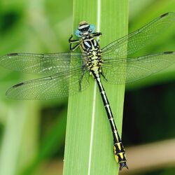 Eine Libellenart genannt Asiatische Keiljungfer