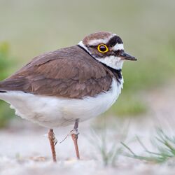 schwarz-braun gefiederter Vogel genannt Flussregenpfeifer