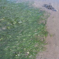 kurze grassähnliche Pflanzen