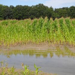 Wasser staut sich auf einem Ackerboden, so dass dort kein Mais wächst.